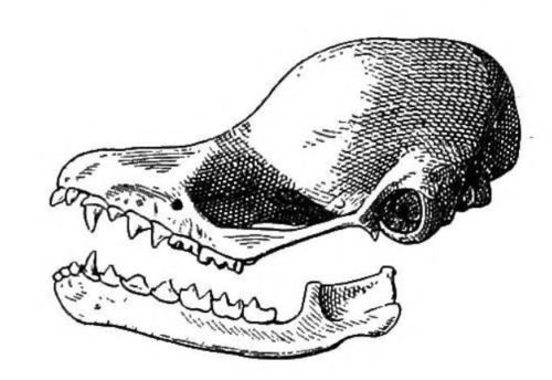 Peter's Disk-winged Bat