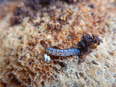 Insecta