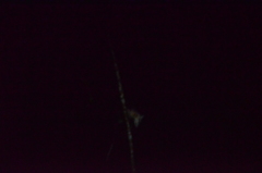 Didelphis pernigra
