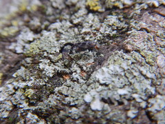 Insecta