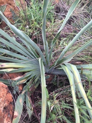 Boophone disticha