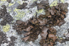 Umbilicaria polyrrhiza