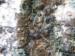 Insecta