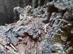 Stenomacra marginella