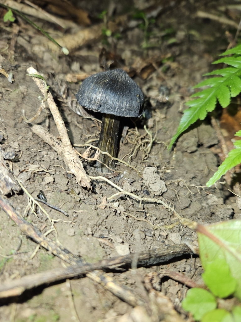 Hygrocybe astatogala · February 2025 · photo: © tyler_mcbeth (iNaturalist, cc-by-nc)
