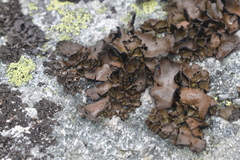 Umbilicaria polyrrhiza