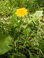 Taraxacum officinale
