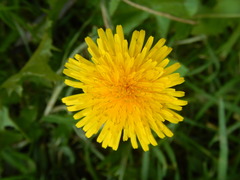 Taraxacum officinale