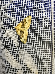 Epirrhoe galiata