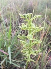 Habenaria mossii
