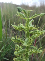 Habenaria mossii