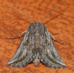 Drepanogynis rufigrisea