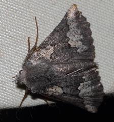 Drepanogynis interscripta