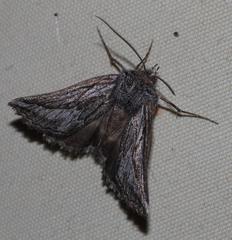 Drepanogynis rufigrisea