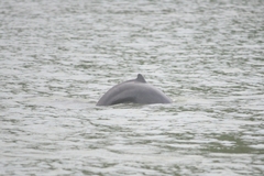 Orcaella brevirostris