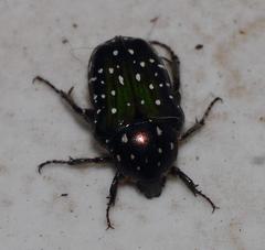 Leucocelis adspersa adspersa