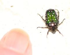 Leucocelis adspersa adspersa