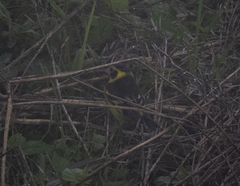 Chloris spinoides