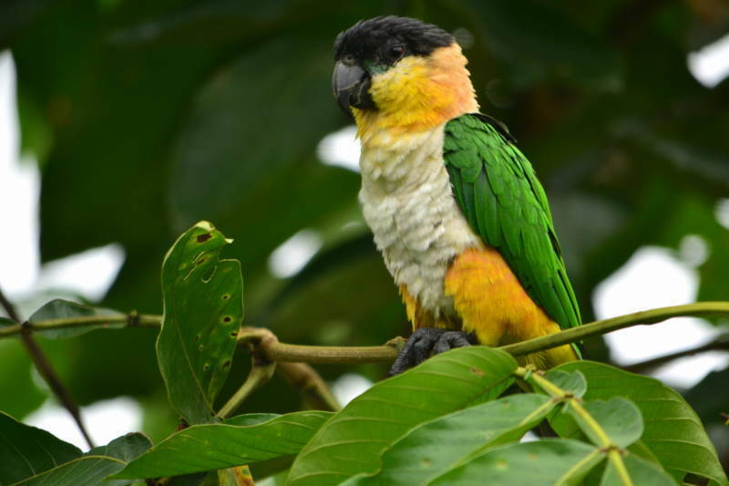 Black-headed Parrot (Pionites melanocephalus) photo