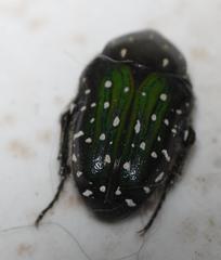 Leucocelis adspersa adspersa