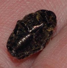 Leucocelis adspersa adspersa