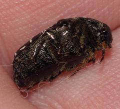 Leucocelis adspersa adspersa