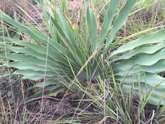 Boophone disticha