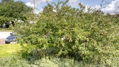 Malus sargentii