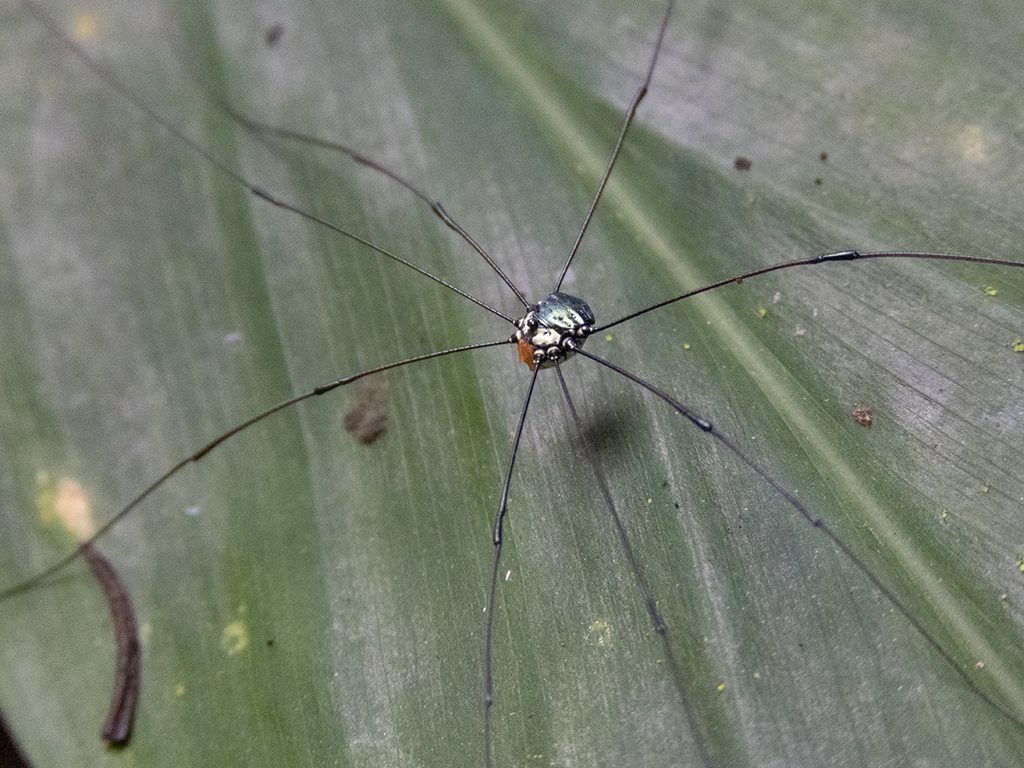 Harmanda caerulea