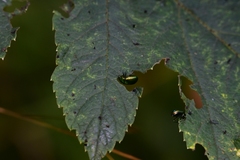 Oreina sulcata basilea
