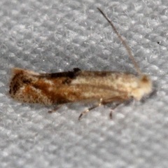 Bucculatrix recognita