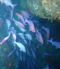 Long-Finned Perch photo 5