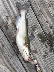 Ameiurus catus