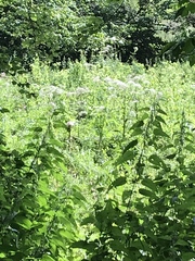 Heracleum mantegazzianum