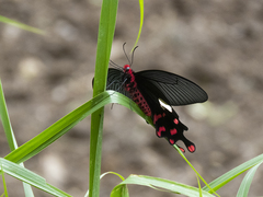 Byasa polyeuctes