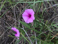 Ipomoea oenotherae