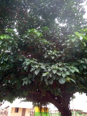 Ficus polita
