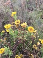 Helichrysum setosum