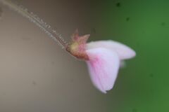 Pullenia gunnii, photograph Petra Holland, CC BY, iNaturalist via GBIF