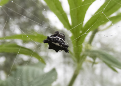 Gasteracantha unguifera