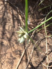 Cyperus margaritaceus