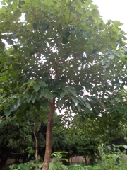 Gmelina arborea