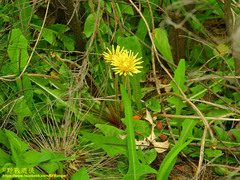 Taraxacum formosanum