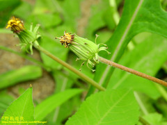 Taraxacum formosanum