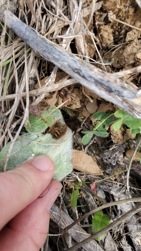 iNaturalist observation photo of Clio Tiger Moth