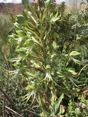 Bonatea antennifera