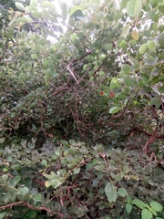 Piliostigma thonningii