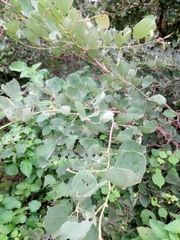 Piliostigma thonningii