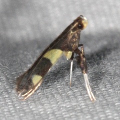 Caloptilia umbratella