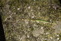 Huananphasma amicum